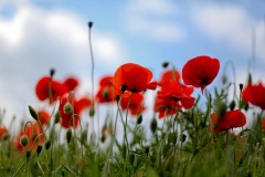T1-(jun. 02 2012 02-21 PM)Canon Canon EOS 5D Mark II(5616x3744)